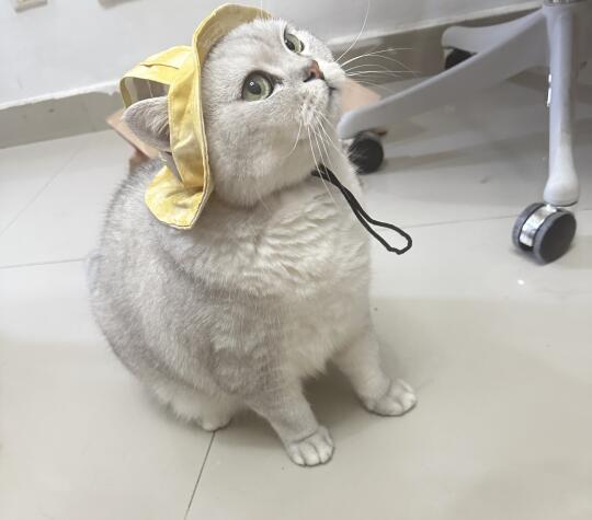 看看大家的银渐层