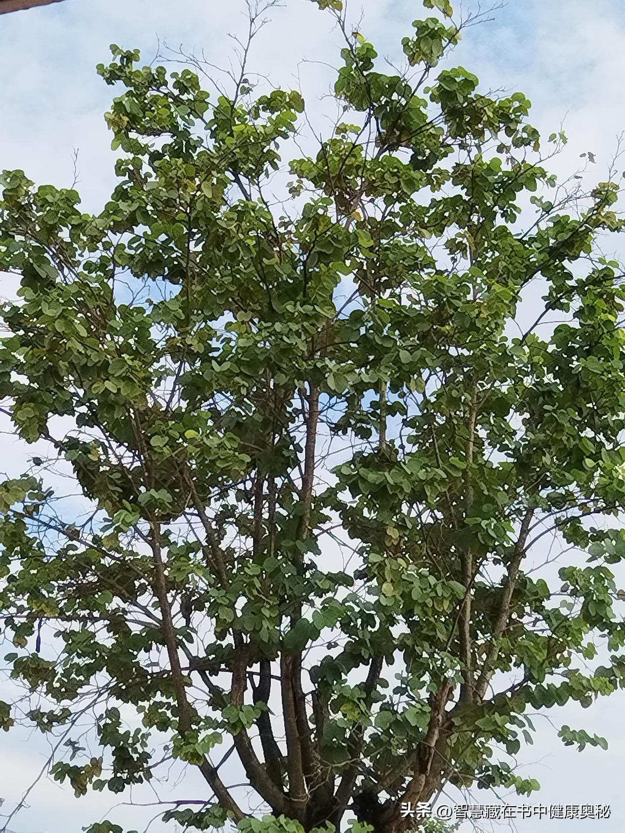 早安！开心快乐是健康身心的良药天天开心是健康 治愈心情早安 

晨光透过窗帘的缝