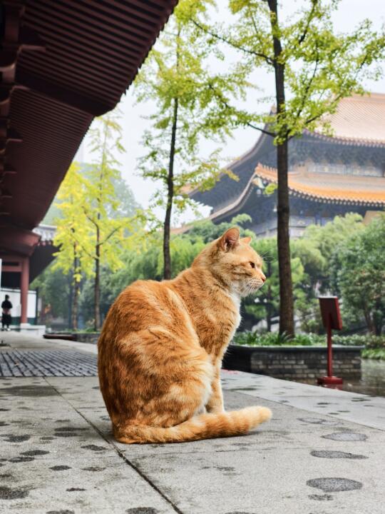 西安有个🐱喵喵寺