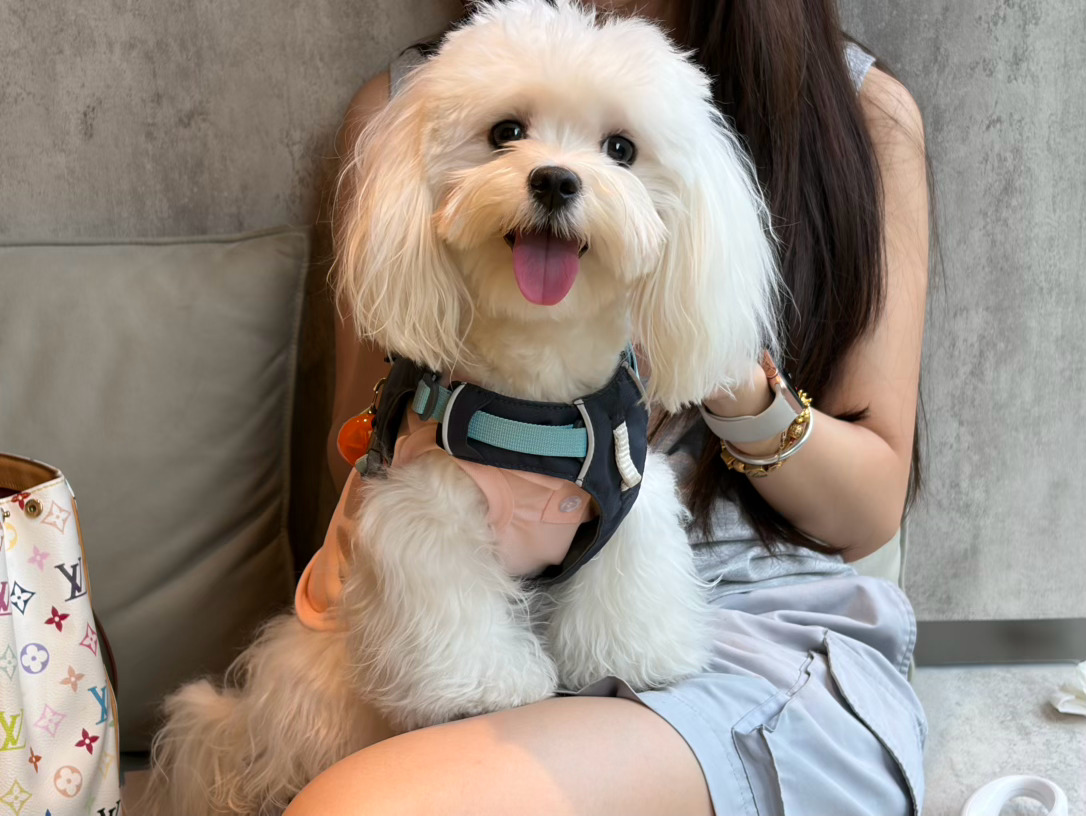 感觉我适合当那种宠物摄影师或者儿童摄影师负责吸引小朋友和狗狗注意的那种角色哈哈哈