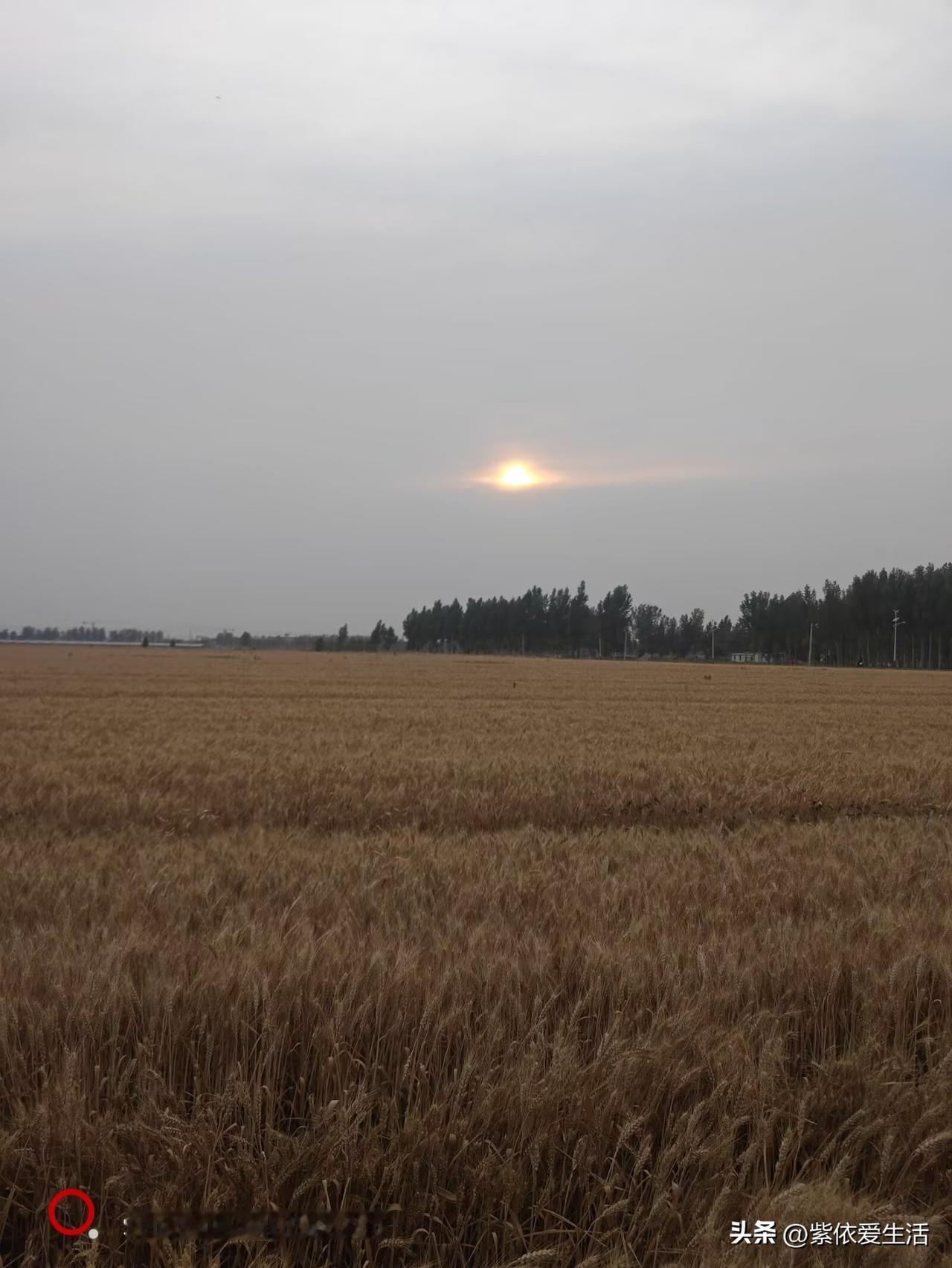 ：秋收五谷盈仓。