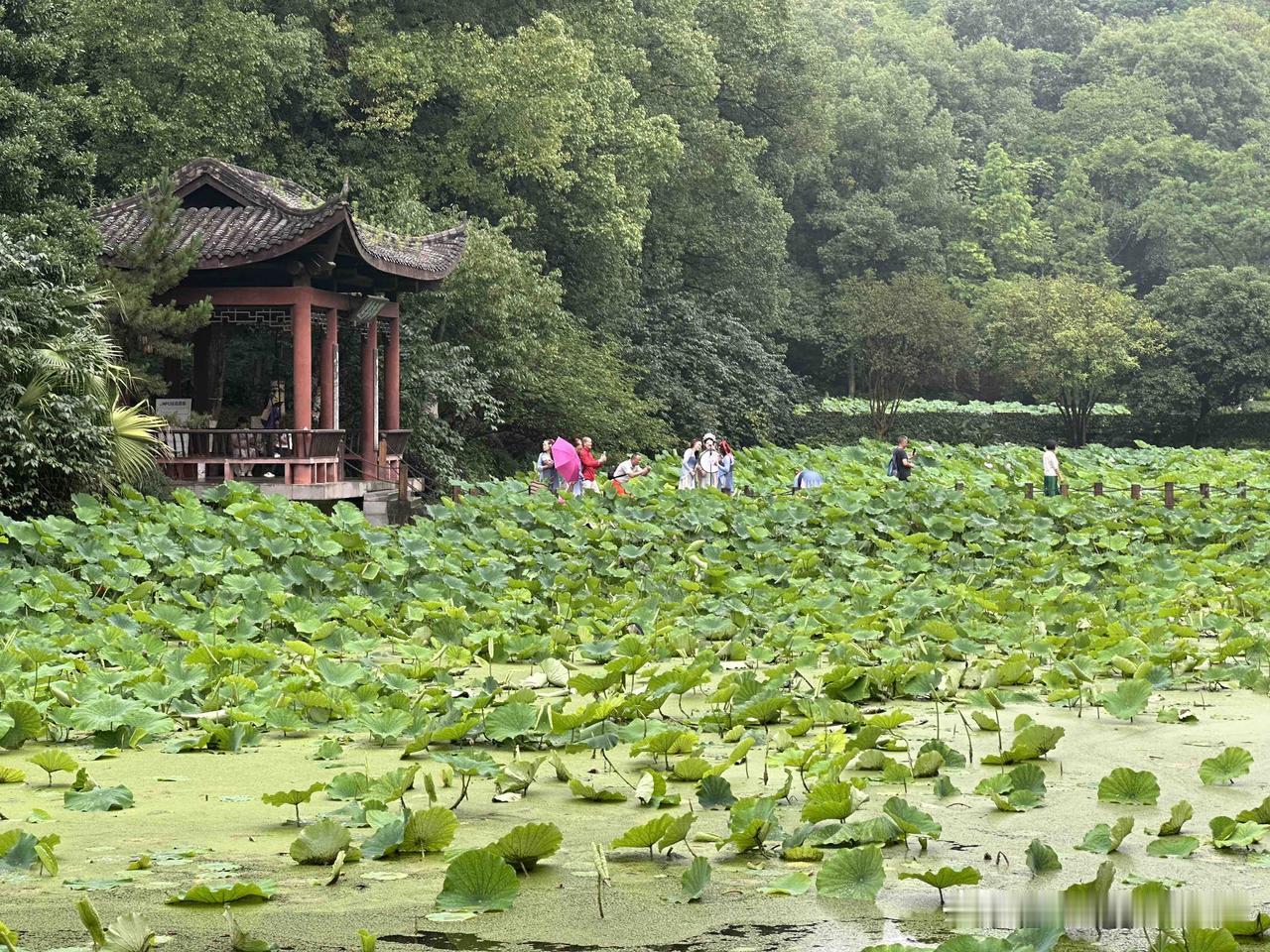 重庆华岩寺的七步荷塘的荷花，端午节后，依旧很少荷花……而且，根据最近几年的惯例，