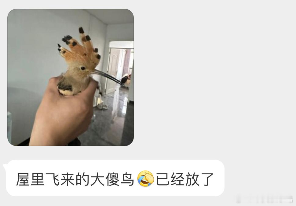 #鸟粉投稿# 把握良鸡环节飞屋里的【戴胜】同学我寻思着这手是不能要了（赶紧洗手消