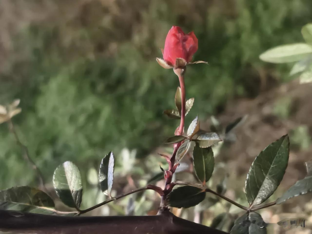 吃完晚饭，哄着儿子跟我去跑步，公园路边绿化带的花花，随手拍了几张，分享的大家