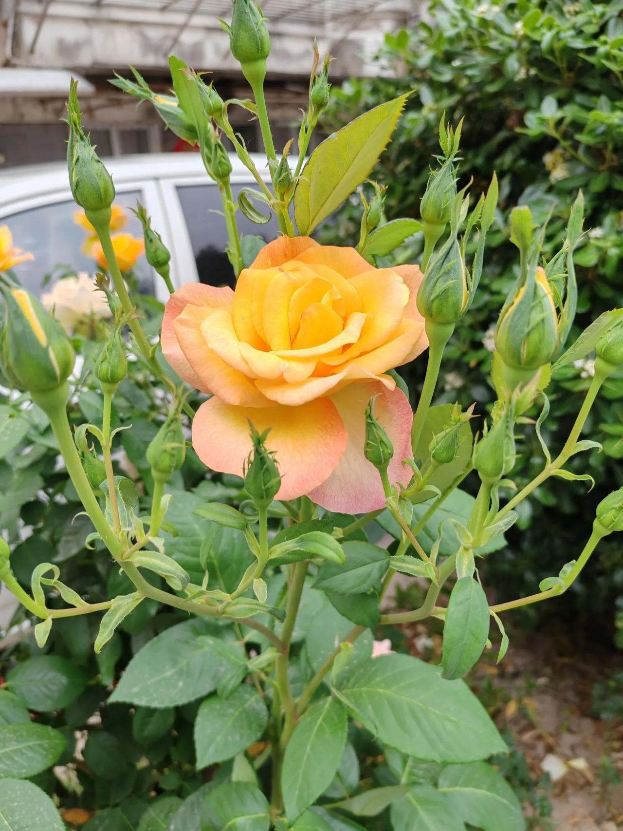 分享相册里最美的花五彩的玫瑰花好美