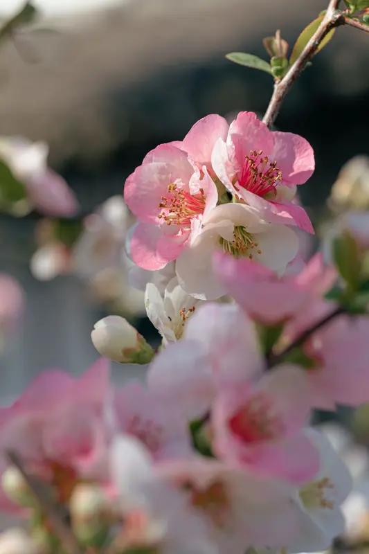 上联：冬去千山秀，诚邀下联春来百花艳