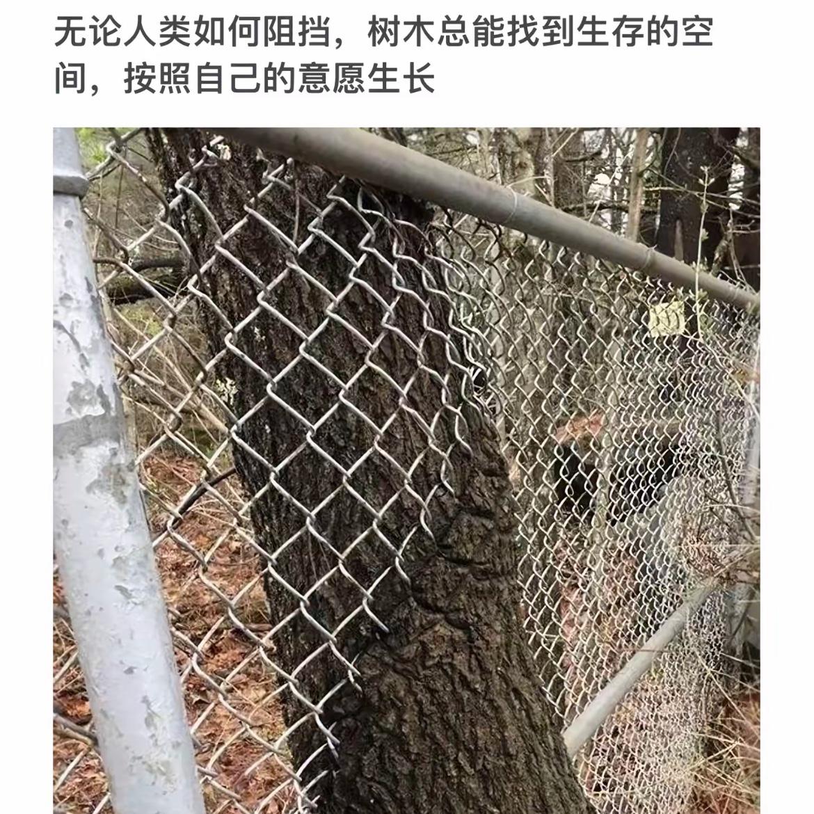 坚韧不拔，突破围栏，自由生长！🌳🌱
