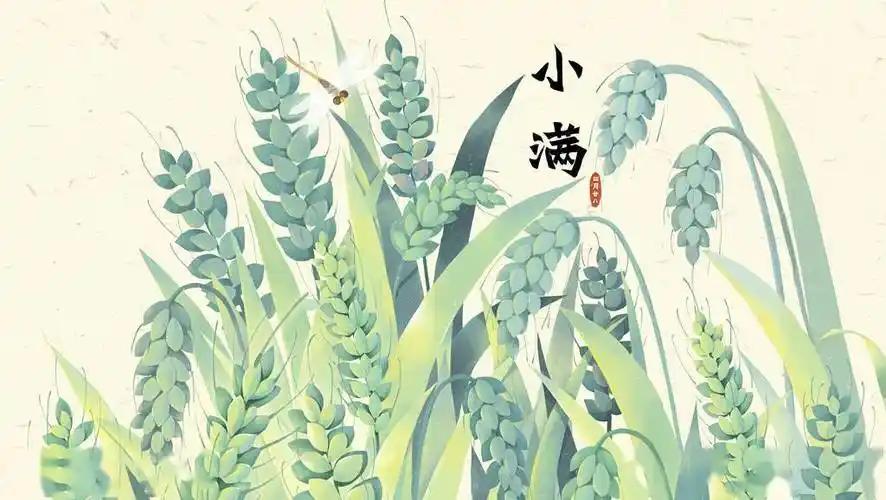 白天小满，热死老牛；晚上小满，雨多不愁”，2026年小满节气健康怎么调？
“夜来