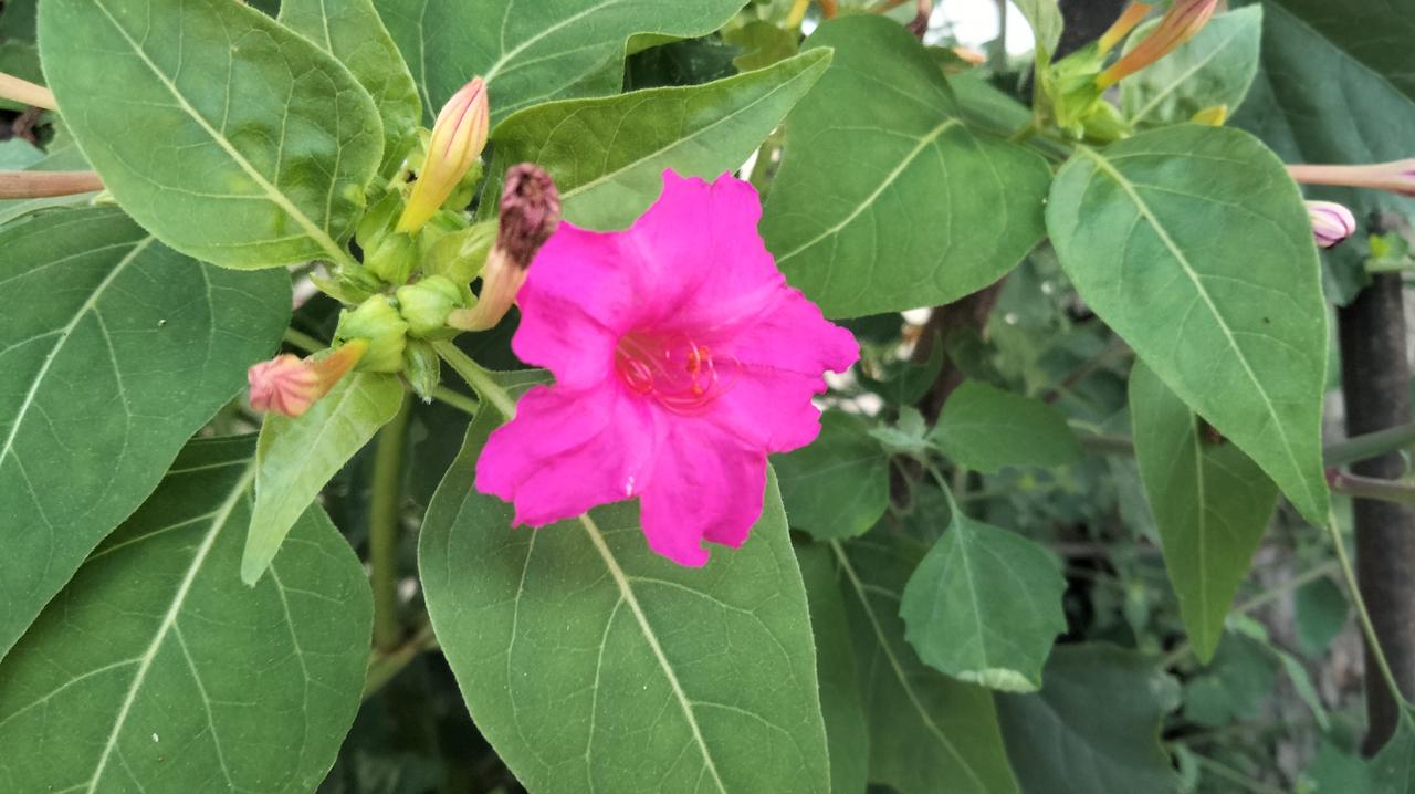 谁有手机拍摄的花花发上来烟粉花的诱惑。
