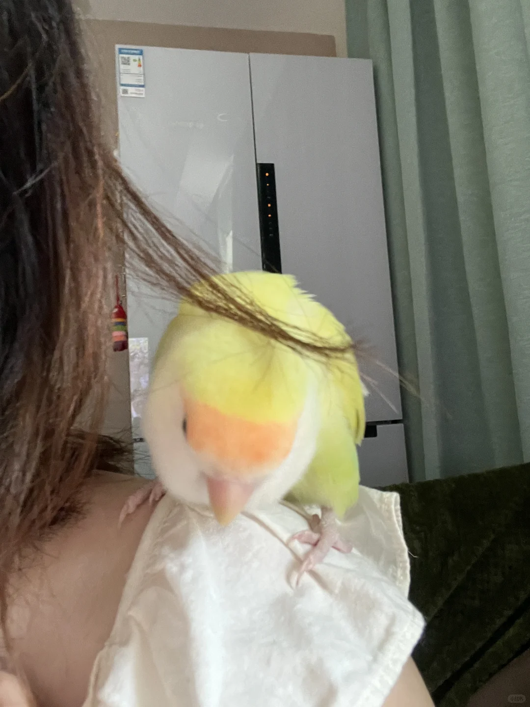 我们是黄衣服橘刘海儿白脸蛋儿的小姑娘