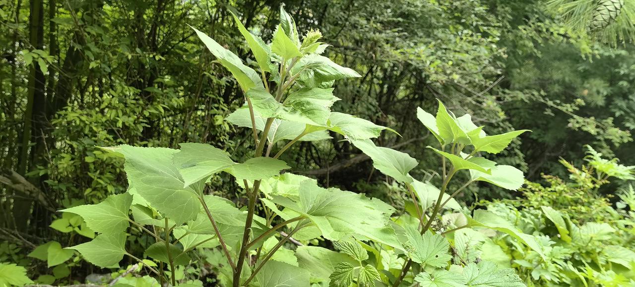 山中纪行，林间景色随手拍这就是真正的五月端午的艾草，它的叶子背面是白色的，长的特