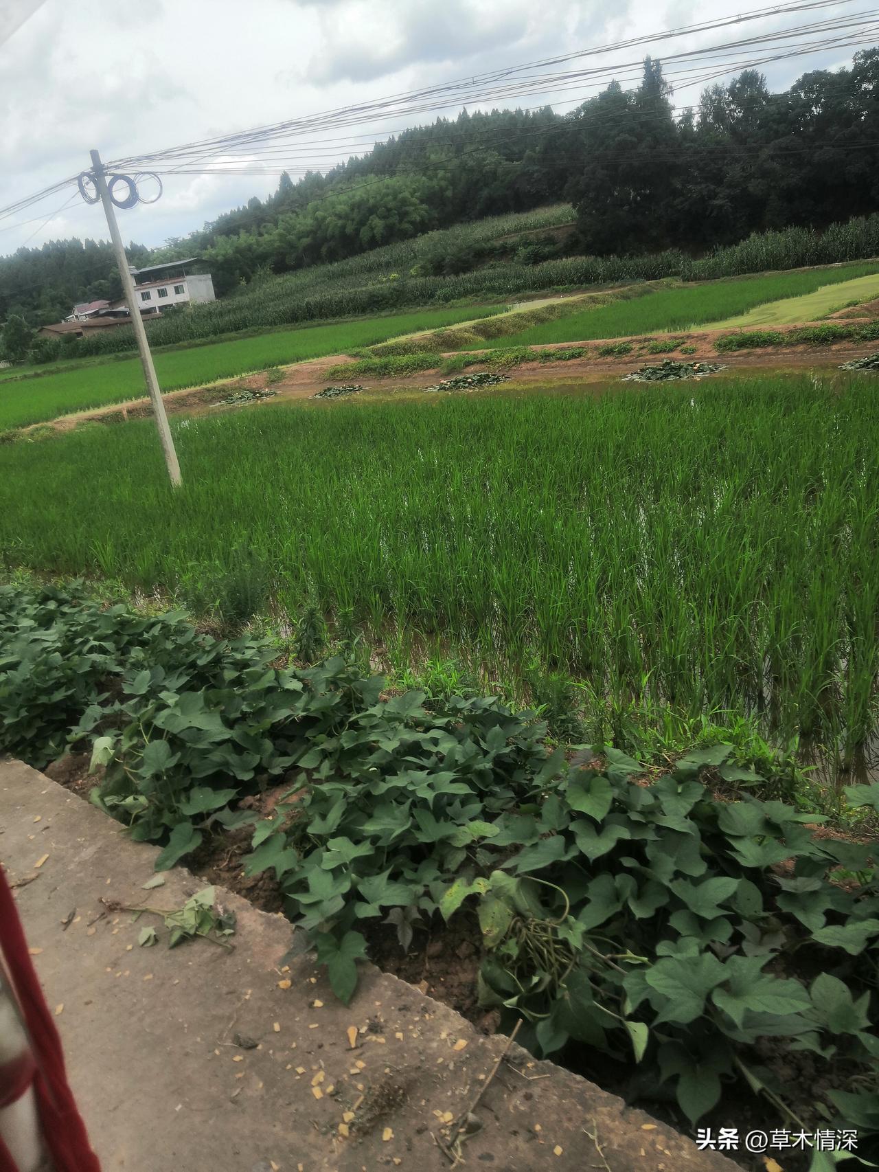 四川中江县不愧是“天府粮仓”！初夏时节，这里到处是忙碌的劳作景象，农户们放水、打