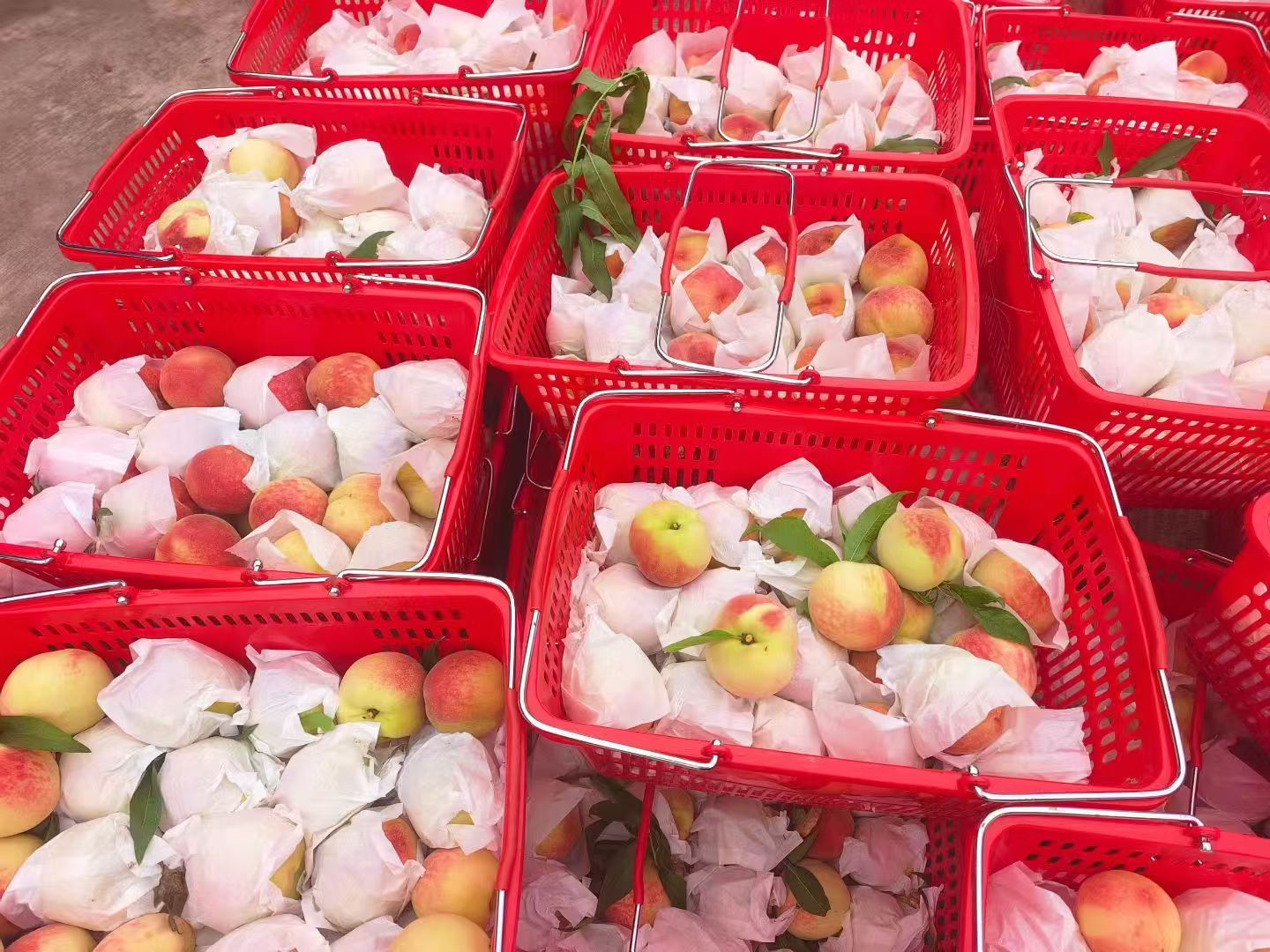 【龙泉驿水蜜桃🍑凤凰桃】个大肉厚、软熟化水、一口爆汁，满足你对水蜜桃的一切幻想