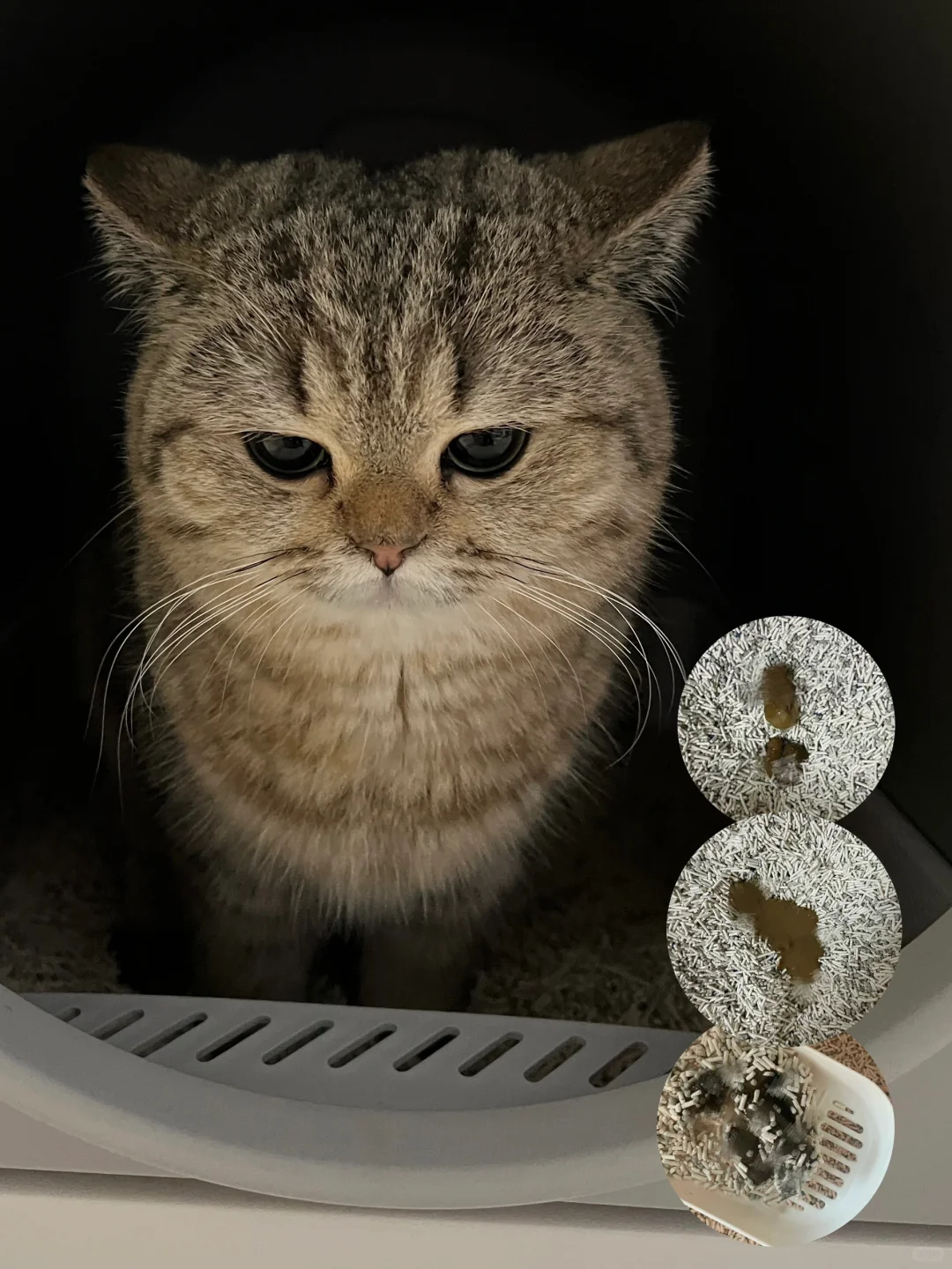 猫咪软便上岸