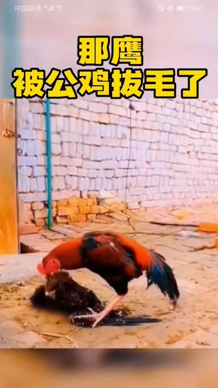 一只膺想要捕食鸡，没想到反被大公鸡反击摁倒蹂躏，一根又一根的羽毛被拔下来。听那一