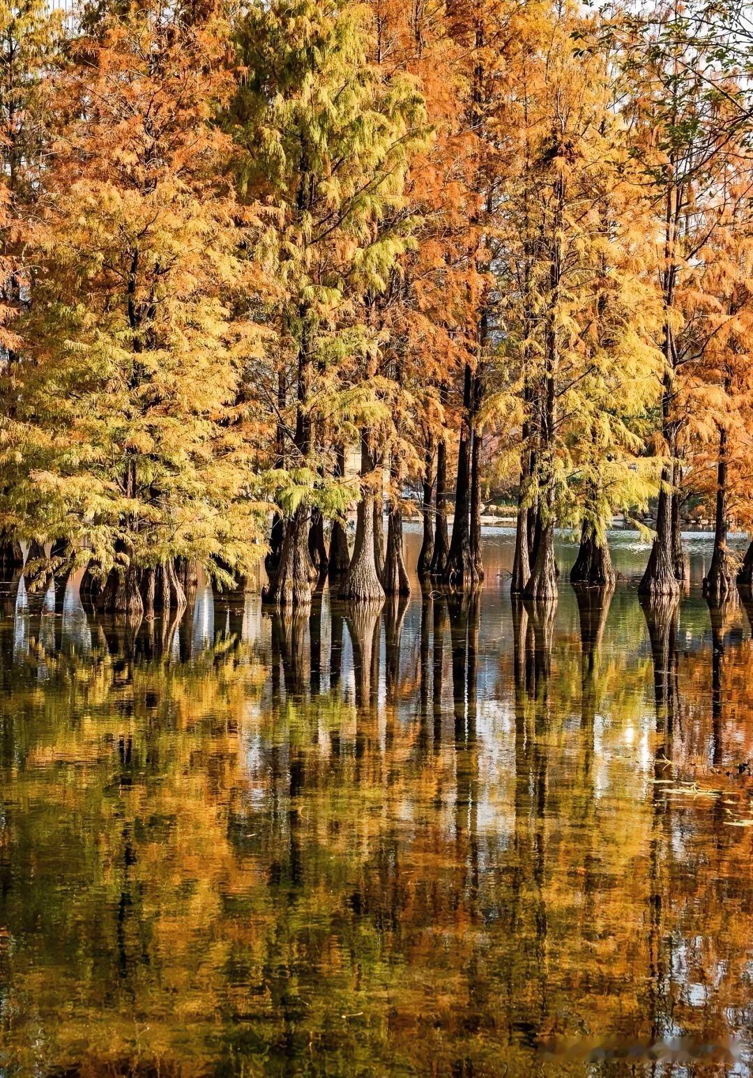 落羽杉，广东冬天的仪式感。

今天大寒，朋友圈里看到北方“千里冰封、万里雪飘”，