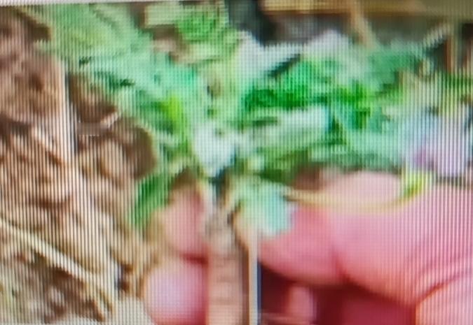 米口袋这玩意儿，在饥荒年代那可真是救命稻草，全身都是宝。它的嫩叶能当野菜吃，在没