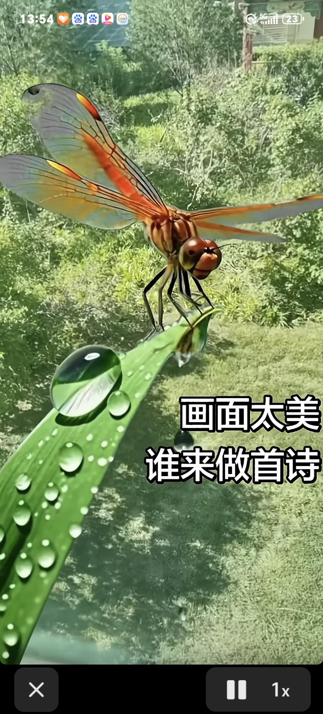 叶上蜻吟（绝句）
 
晴风拂叶净无尘，
小翅轻舒缀绿茵。
偶得人间清景瞬，
温柔