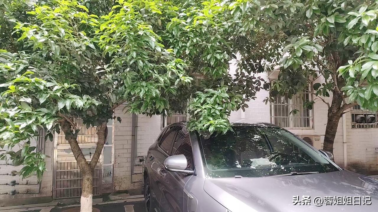 今天晚上，我有一点儿吃撑了。现在，我躺在床上摸着圆溜溜的肚子，感到有一些无奈和懊