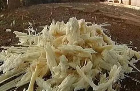 印度每年榨糖剩下7500万吨甘蔗渣，堆在河边发臭，蚊虫漫天飞，可是这堆烂渣子，中