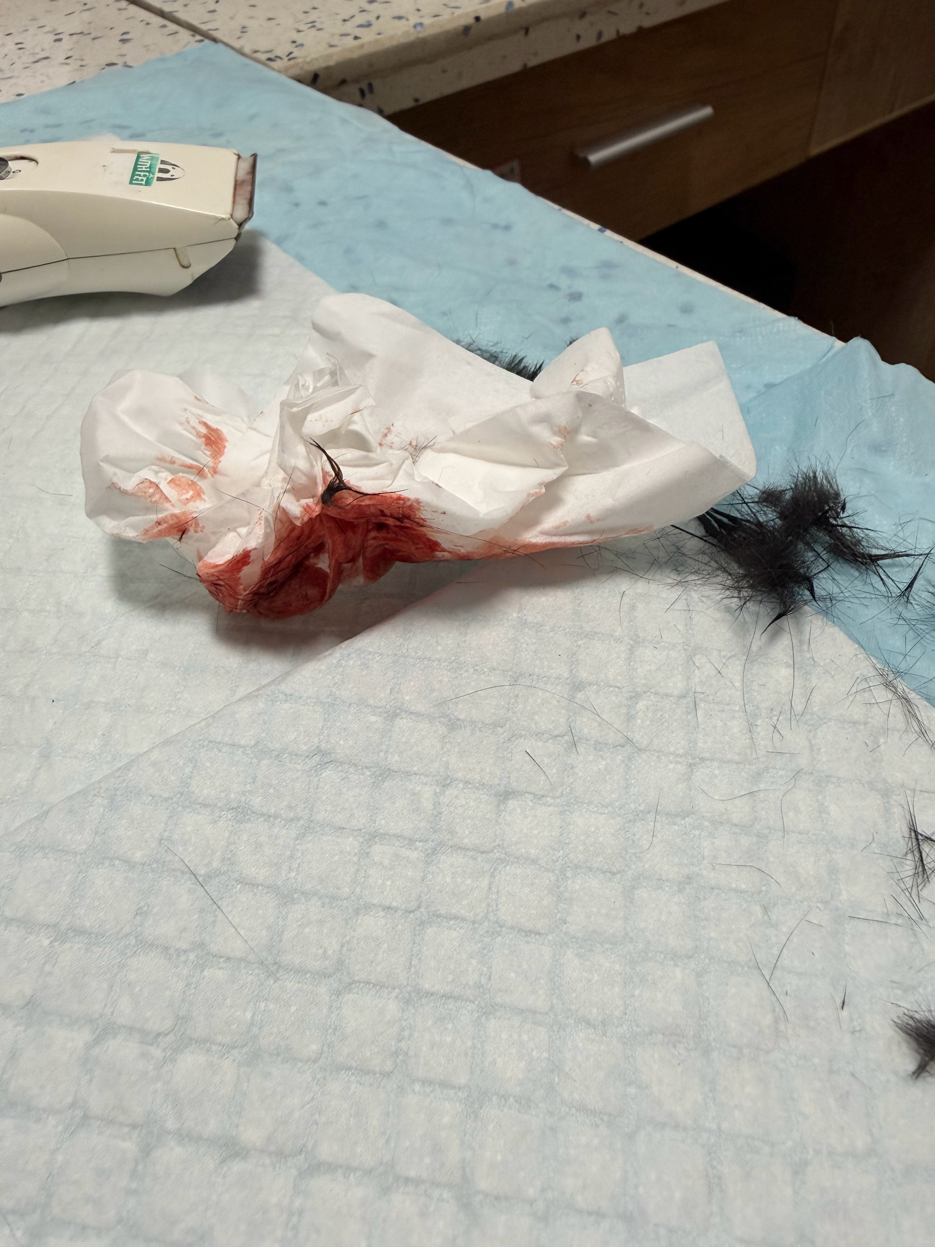 拿抓咬了富顺儿屁股，结果伤口内感染了我们完全不知道我前天晚上抱它突然满手是脓血赶