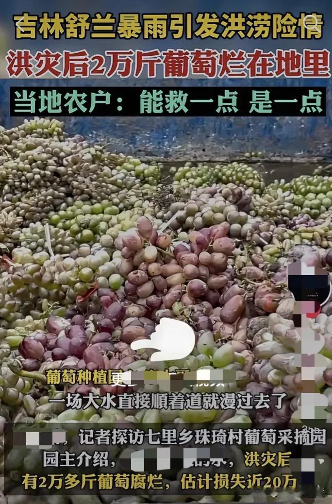 太可惜了
买的买不起
卖的卖不掉
一场大风大雨
果农哭了
一车车的倒掉
看天吃饭