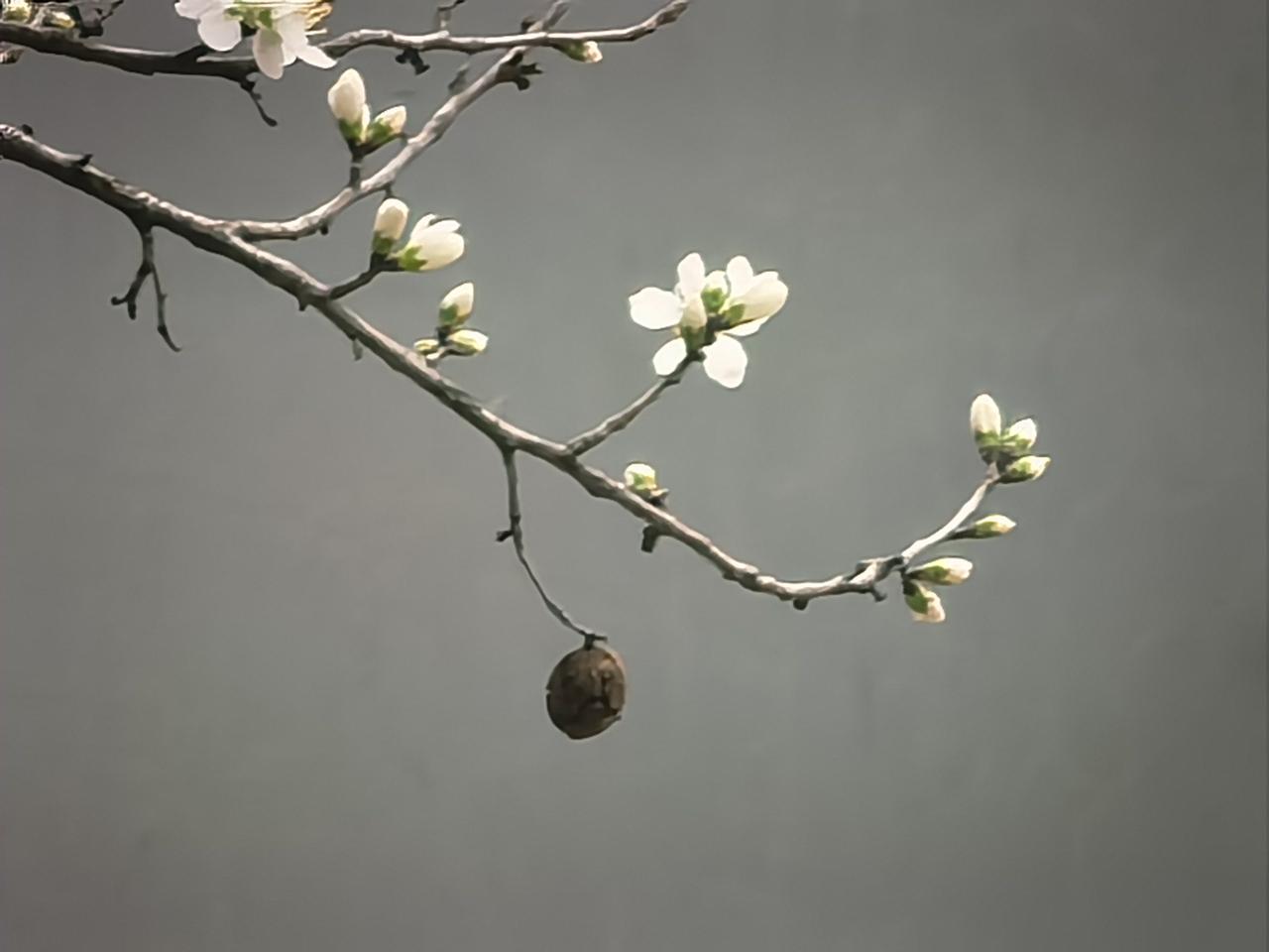 疏枝横斜，花色清澈。我拍东西，喜欢极简的。
背景是淡青色，白色的花朵，一枝足够出