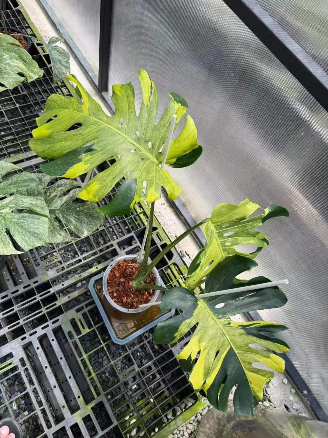 芝士熔岩，真正的熔岩芝士