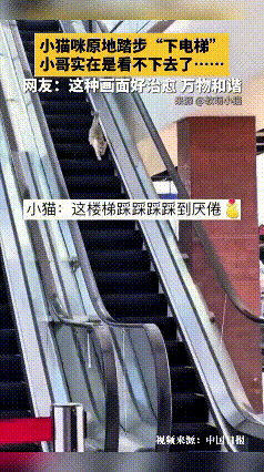 俺家这小猫不知道啥时候溜进商场里，坐上自动扶梯不会下去。
电梯往下走它就跟着往上