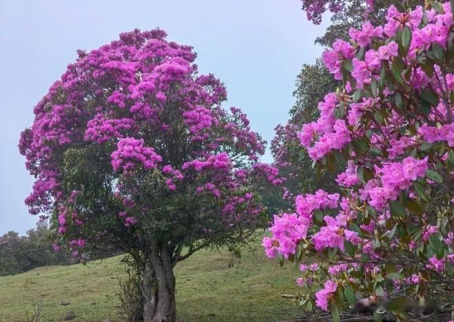 青岩山，不愧是“怒江州的阿勒泰”、“兰坪县的会客厅”，风景确实太漂亮了！[赞]