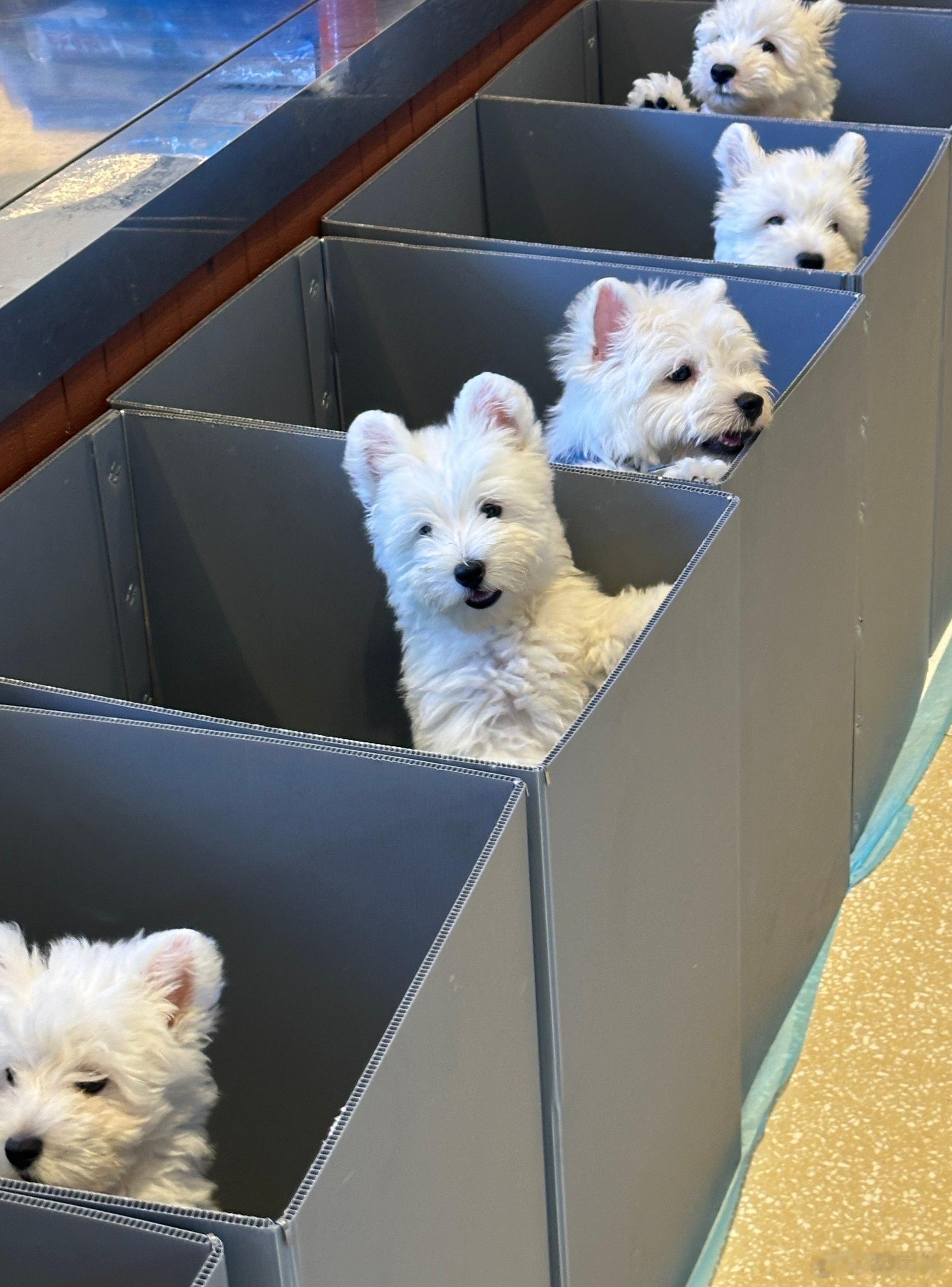 我们的西瓜地犬舍在！ 杭州·阿皮西高地(遥望X27主题公园店)