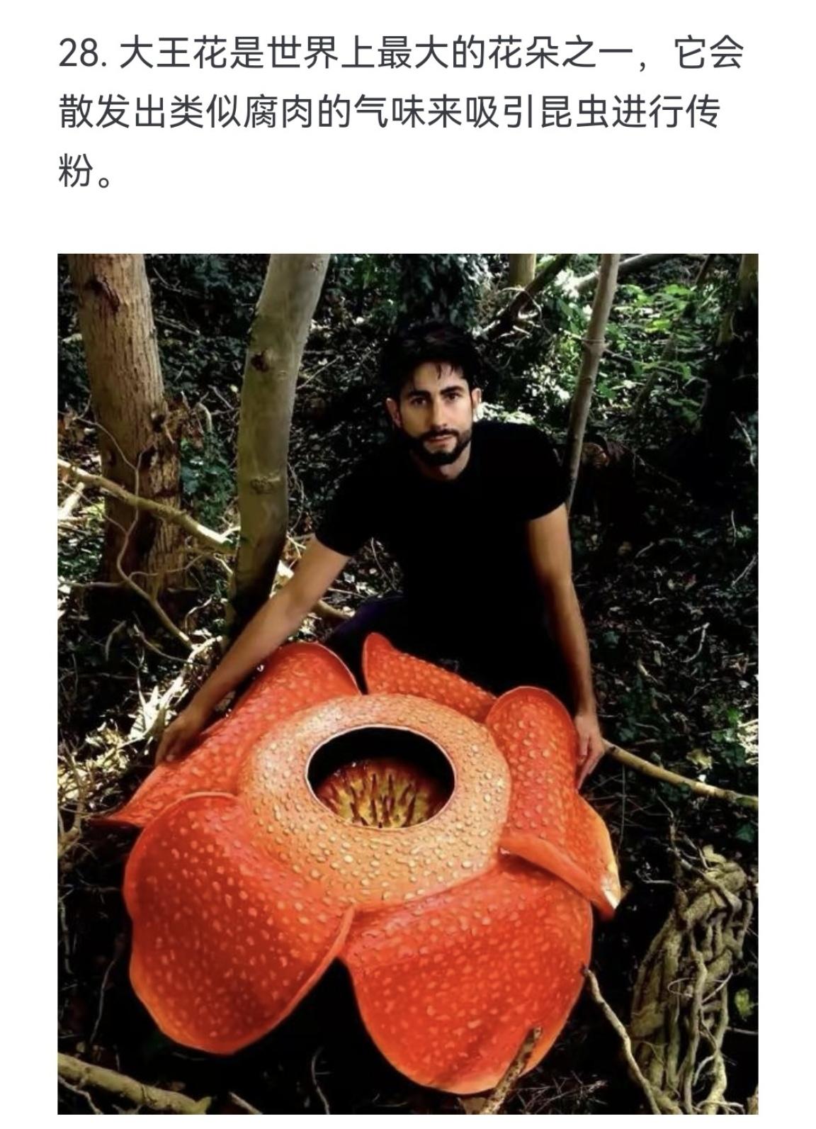 大王花是世界上最大的花朵之一，它会散发出类似腐肉的气味来吸引昆虫进行传粉