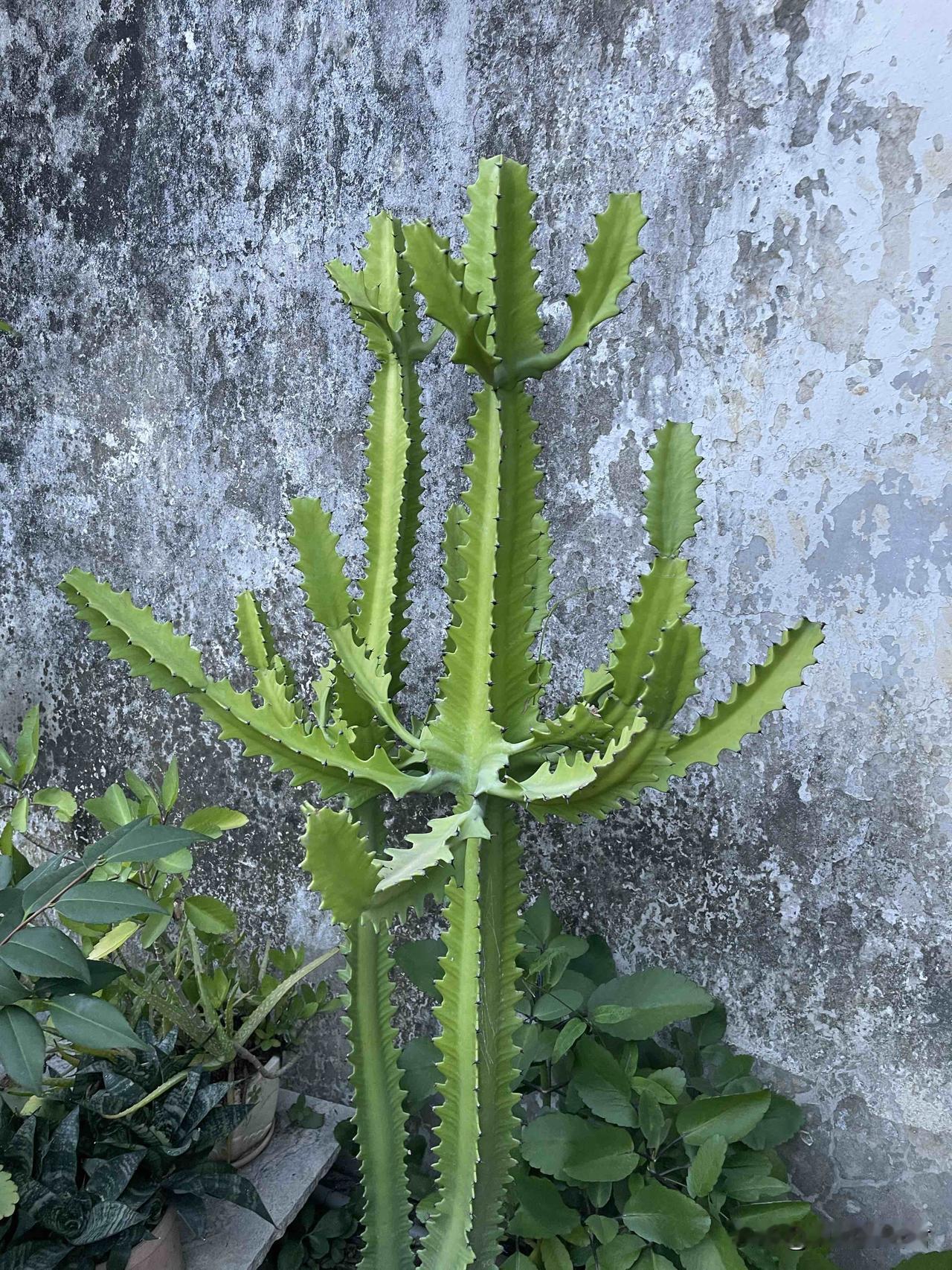 这阿姨家不听劝的女孩，早晚吃苦受罪！

一阿姨，给自己的侄女咨询徐律，说侄女交了