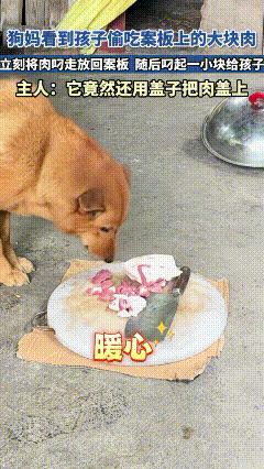 太感动了！湖南，一狗 妈妈看到孩子偷吃案板上的大块肉，立即将肉叼起放回案板，随后