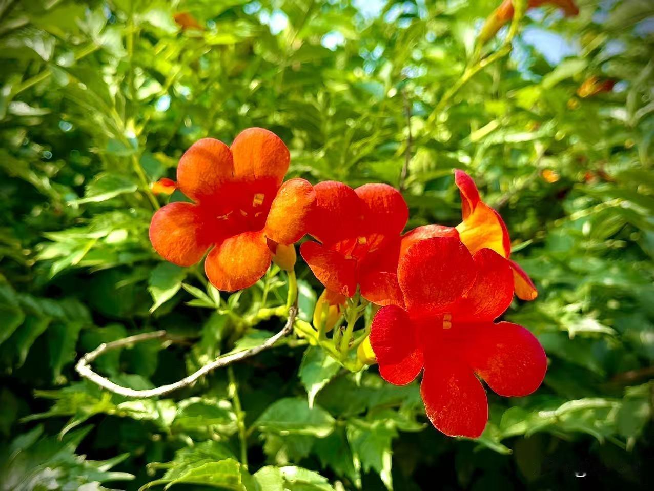 朝着云朵站立
          （原创）


一生都在
与自己较劲的凌霄花
只