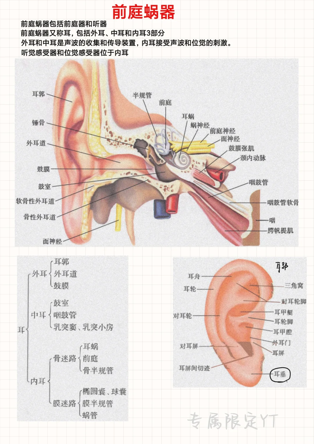 系统解剖学（13）-前庭蜗器