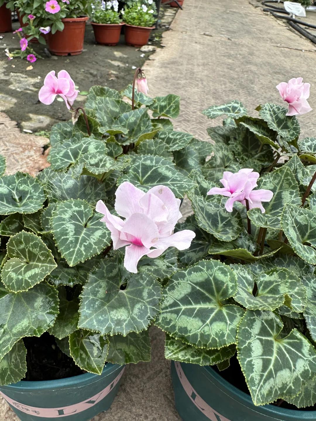 仙客来｜粉色重瓣4⃣️