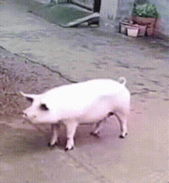 分享图片 