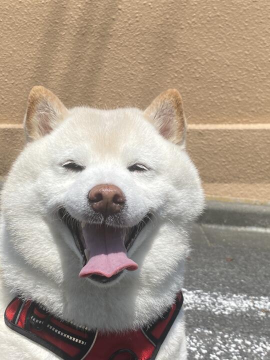 夏日里的道哥