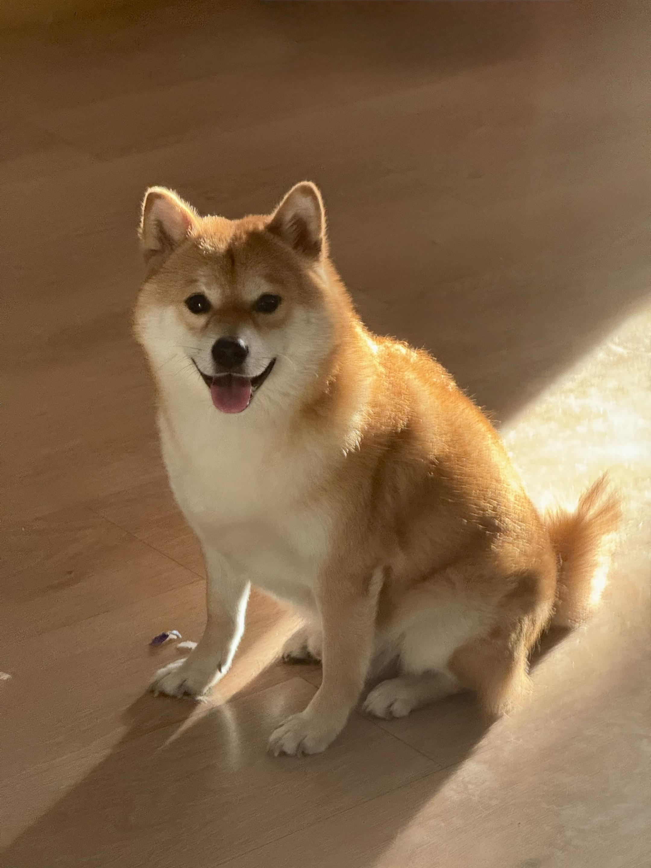 养只柴犬吧，每天都会让你很开心 唯一像猫的🐶，不流口水，体味小，爱干...