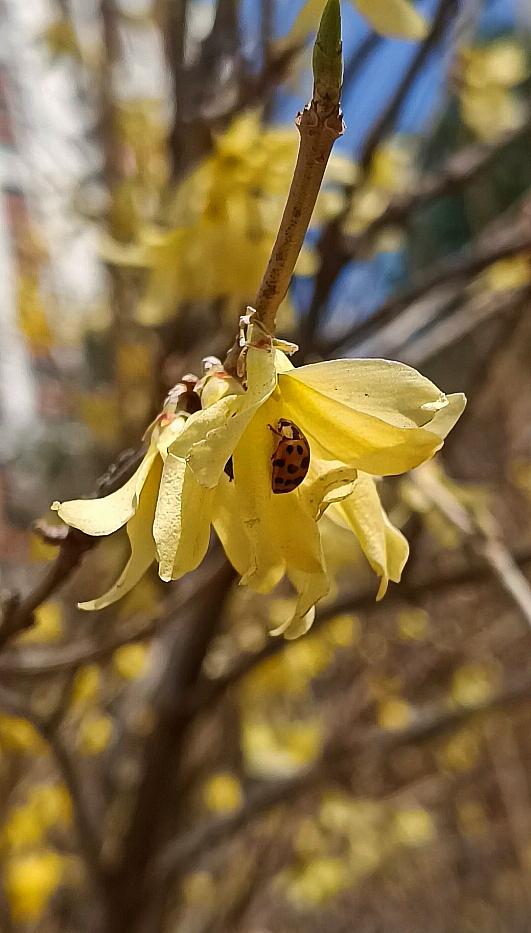 东北连翘先叶而开，带着熬过寒冬的劲儿，在枝头点亮春光。瓢虫钻进花里打盹，风一吹，