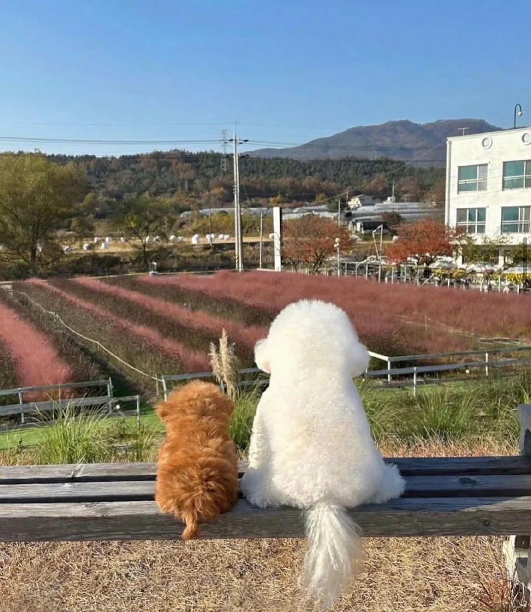 陪你一路长大 ૮  ˘͈ ᵕ˘͈ ა૮ ˘͈ᵕ ˘͈  ა