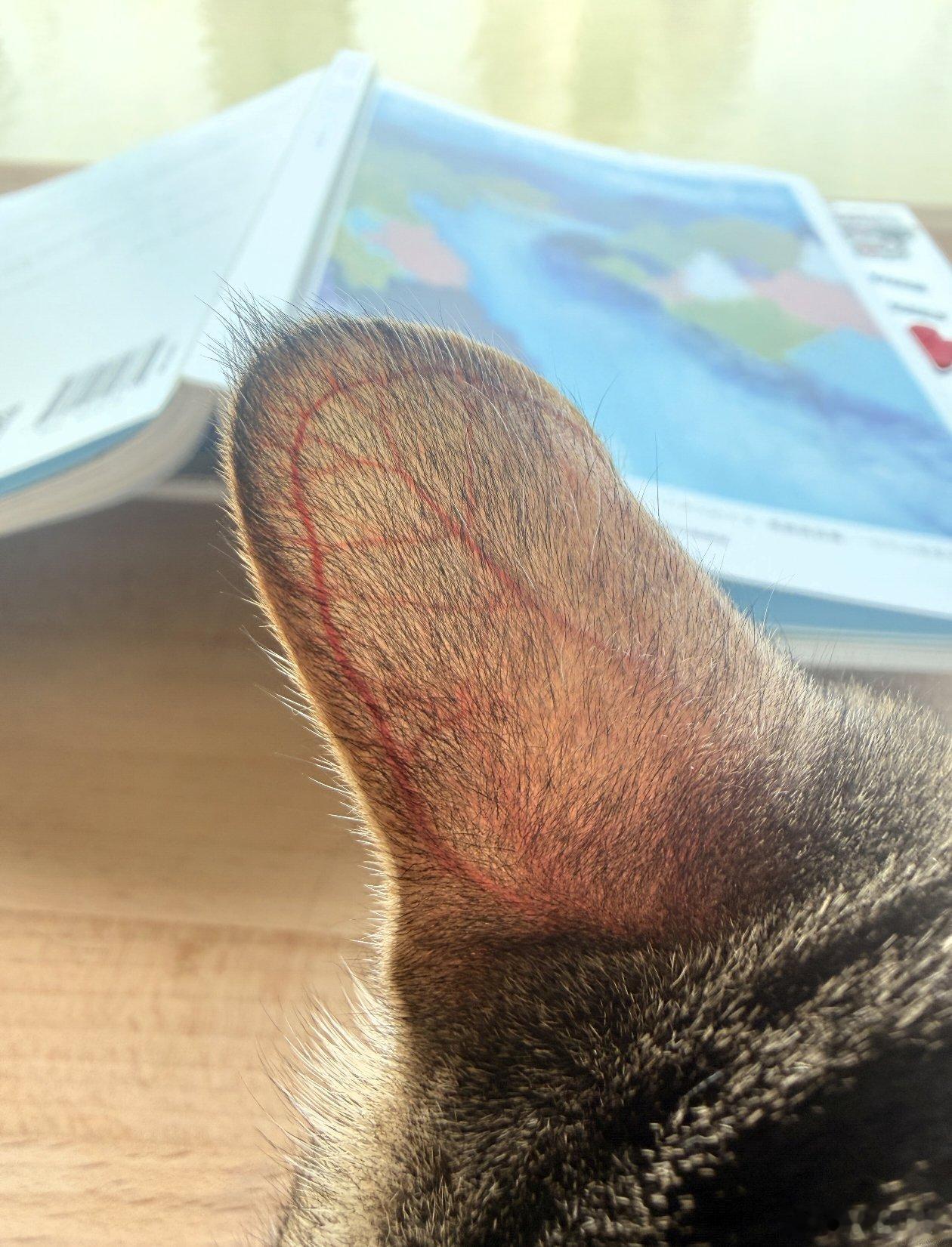【 阳光下的猫耳像一片薄叶🍃 】阳光穿透耳廓，细密的红血丝清晰浮现，毛茸茸的叶