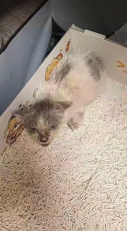 49140【代朋友投】朋友捡回来的小猫，p1有点蒙娜丽莎的微笑，很迷人 