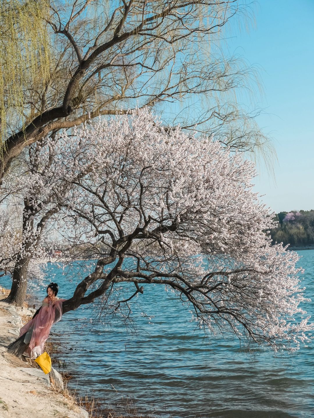 3.20实拍📷京城桃花天花板，2小时逛完路线