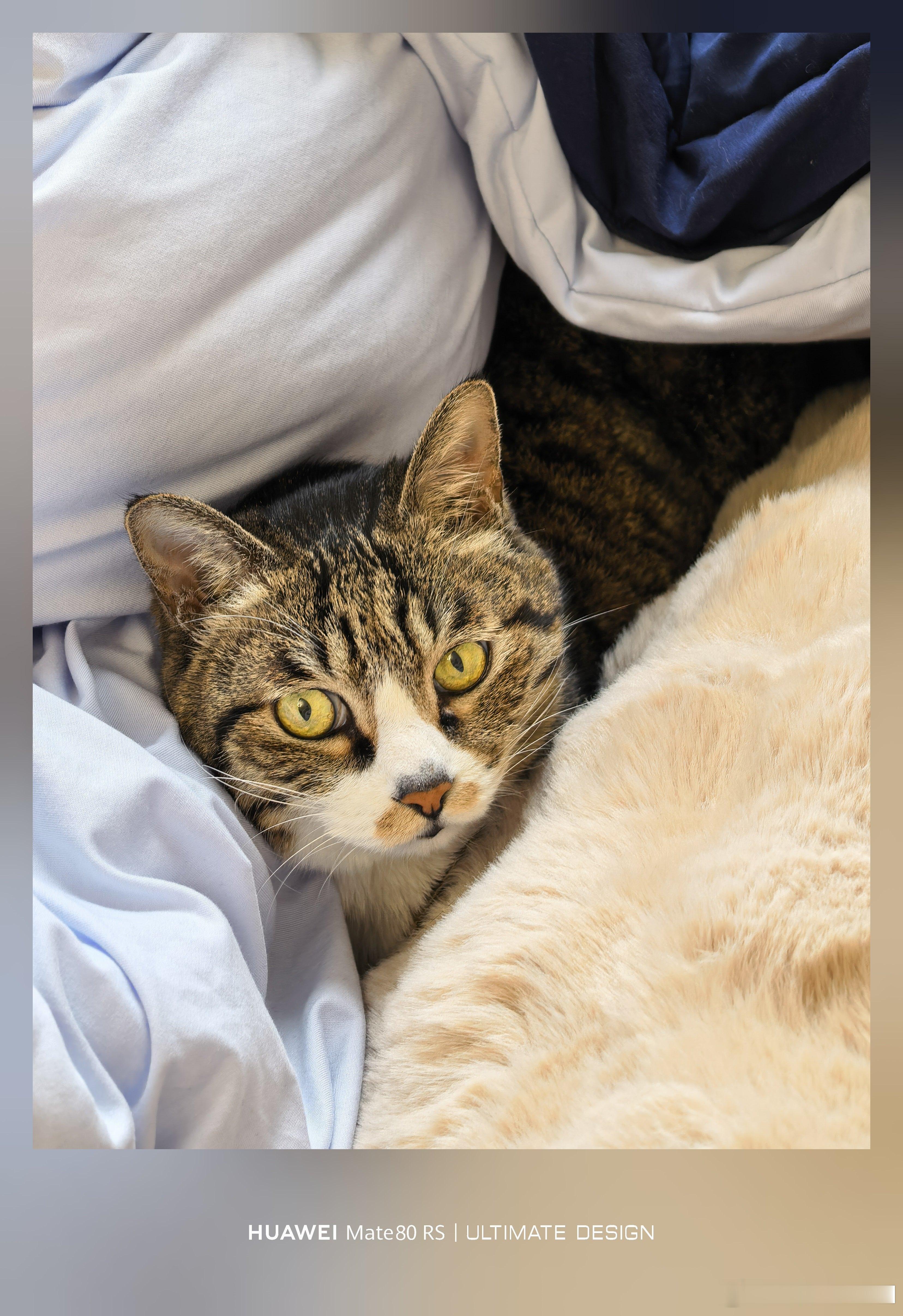 发现一只钻被被喵悟空！