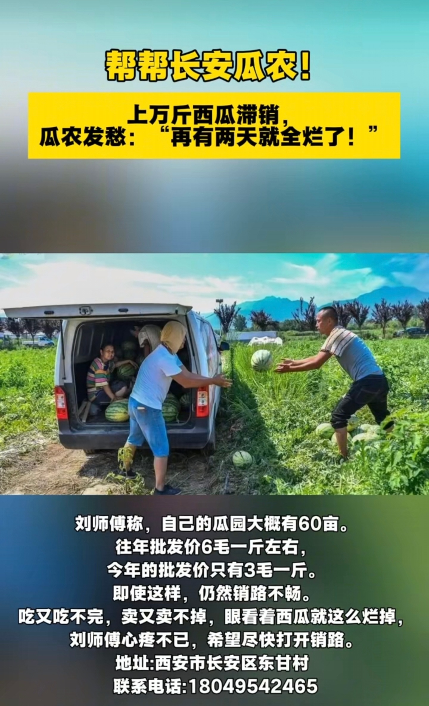 长安的西瓜也滞销了，大家有公司想采购西瓜的可以联系。🍉🍉🍉🍉🍉🍉🍉