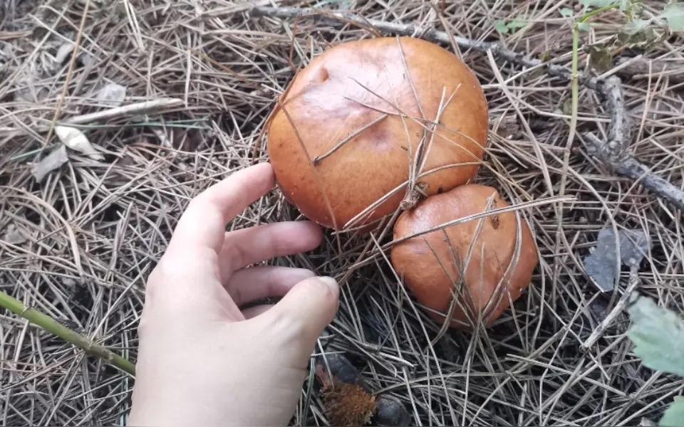 六零后我的前半生10
好伙伴的腿让我用镰刀割出血

那时候的小孩子一天就是在村子