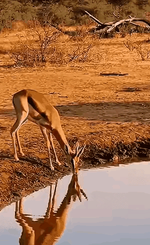 一直都对这个掏肛的家伙没有好感，猥猥琐琐的，看了这个画面内心真的很舒服，活该如此