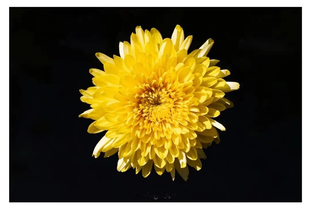 瑞瑞重阳今又重阳，一切安好！